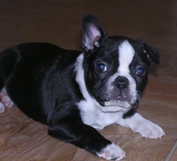 A black and white Frenchton puppy is laying on a hardwood floor. One of its ears are up and the other is down.